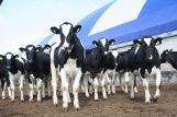 Состоялось совещание по вопросам развитие производства племенной продукции животноводства государств-членов ЕАЭС