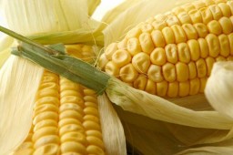 В Белоруссии начался сев кукурузы